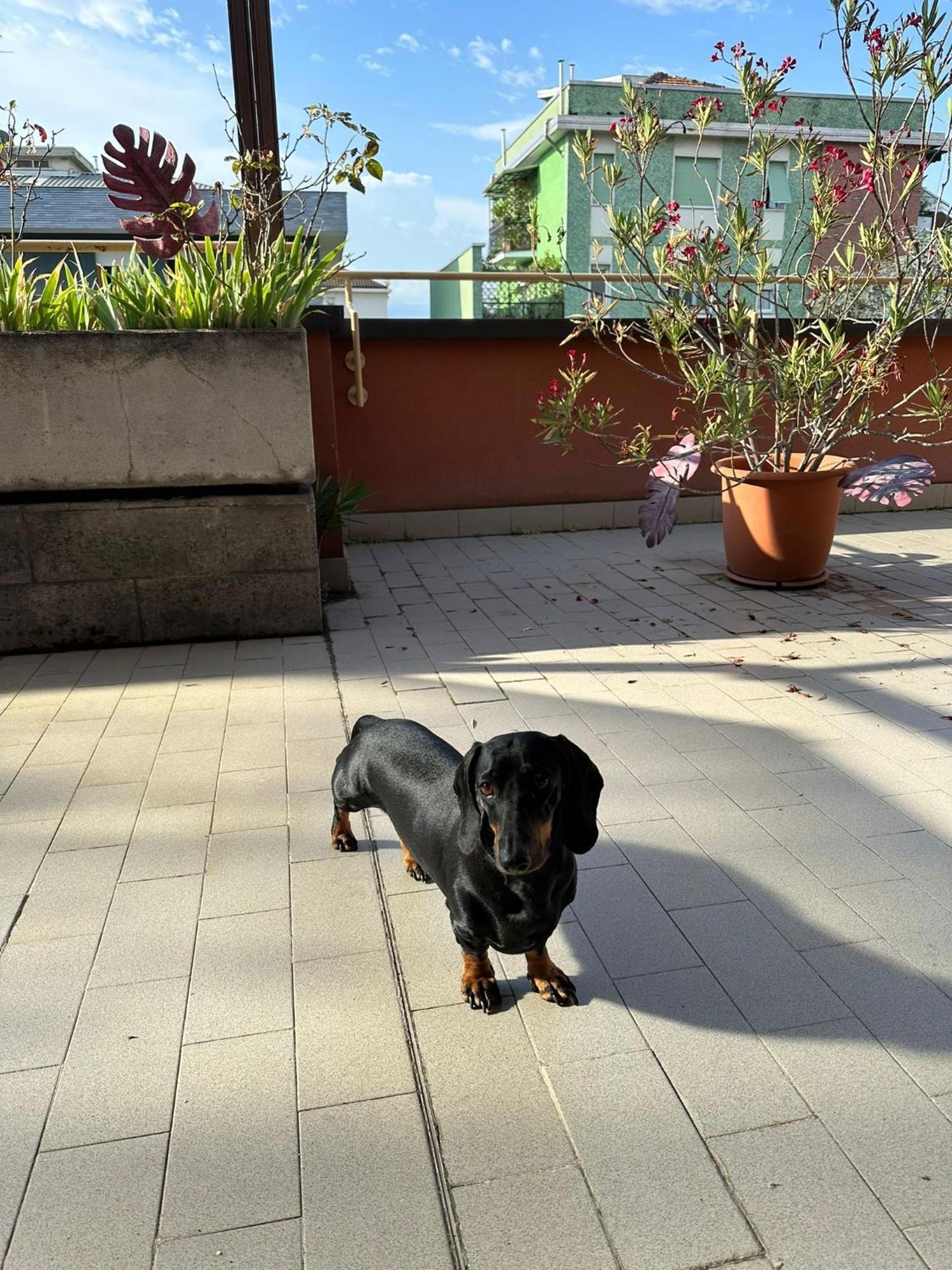 Meraviglioso Super Attico Con Terrazza Milán Exterior foto